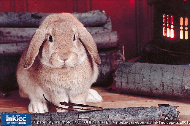 Изображение кролика